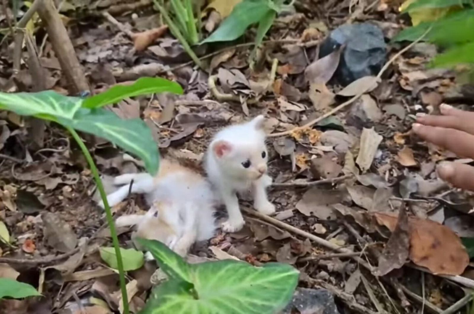 kitten crying for help