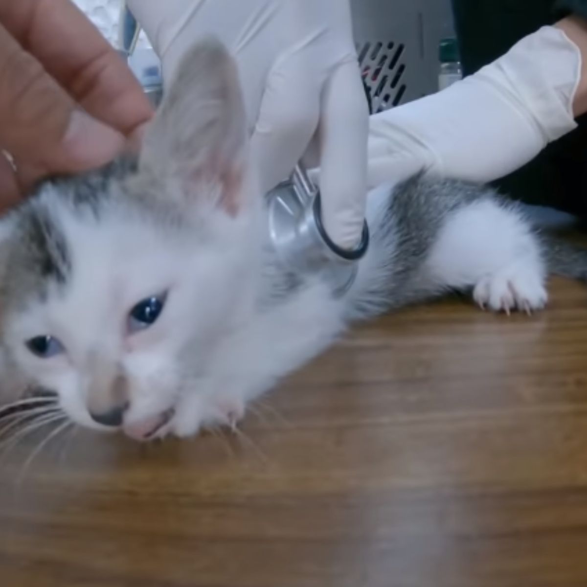 kitten getting examined