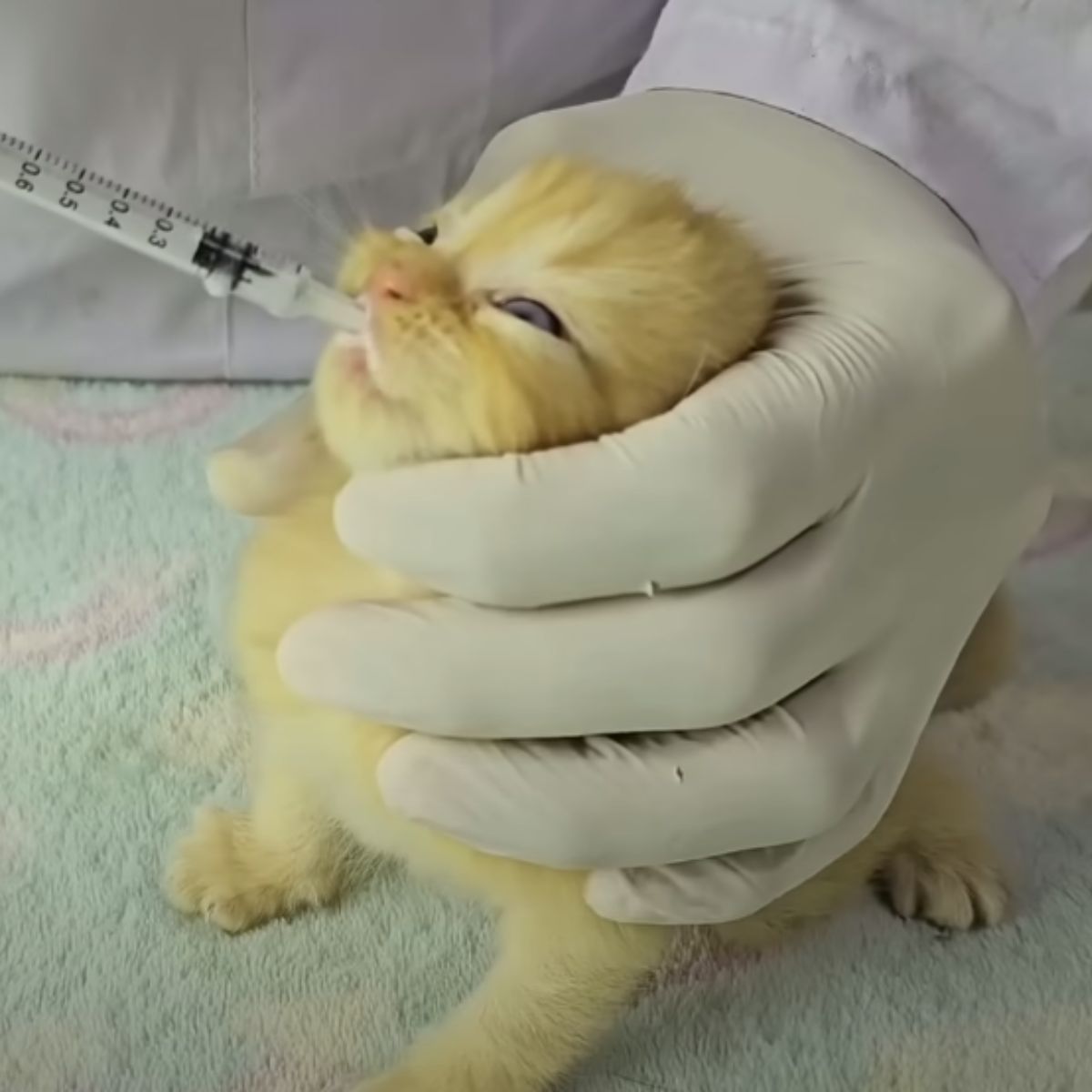 kitten getting medicine