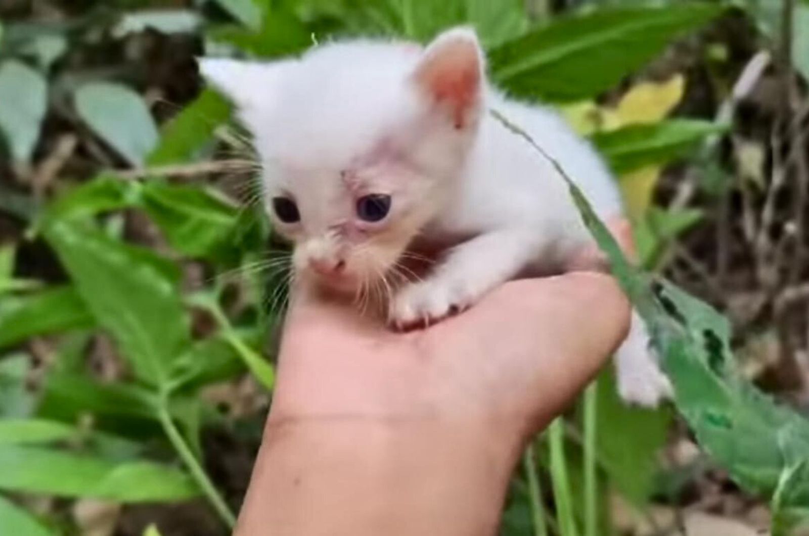 kitten held in hand