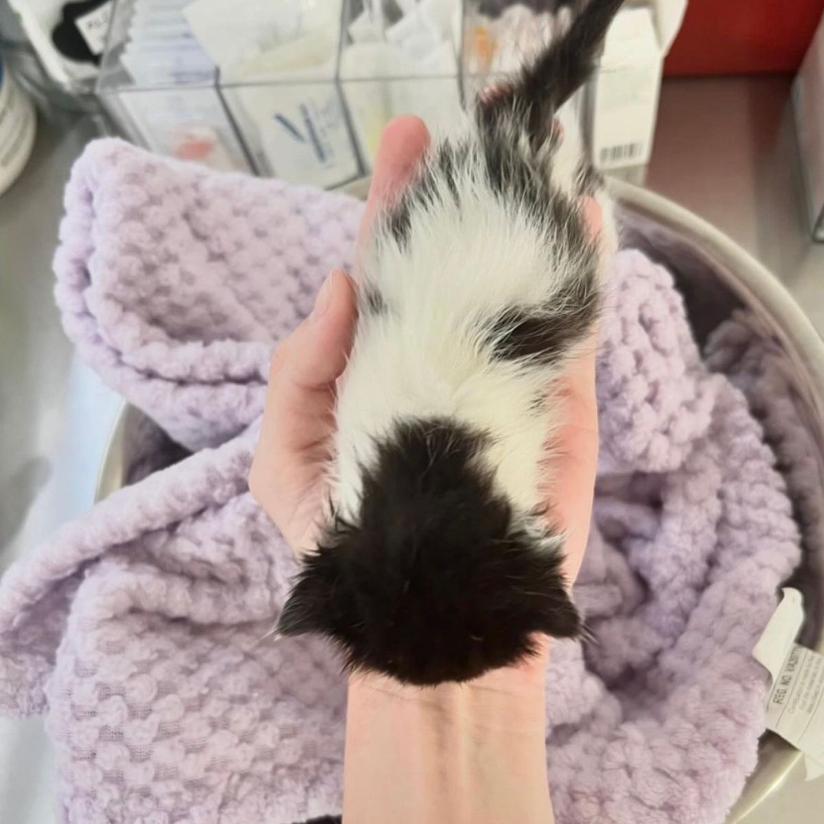 kitten held in hand