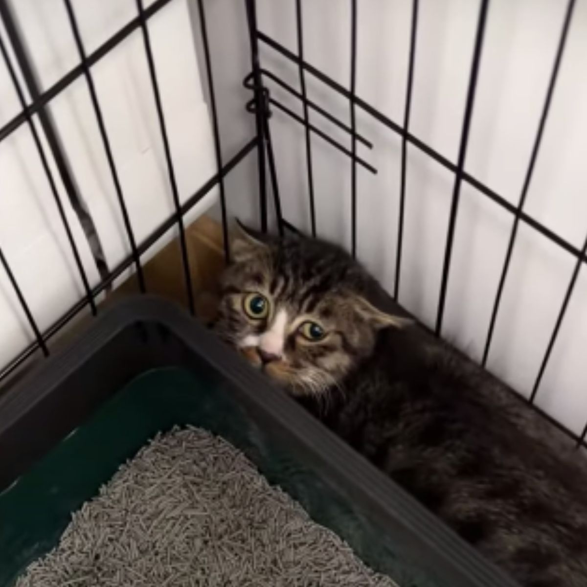 kitten hiding in a kennel