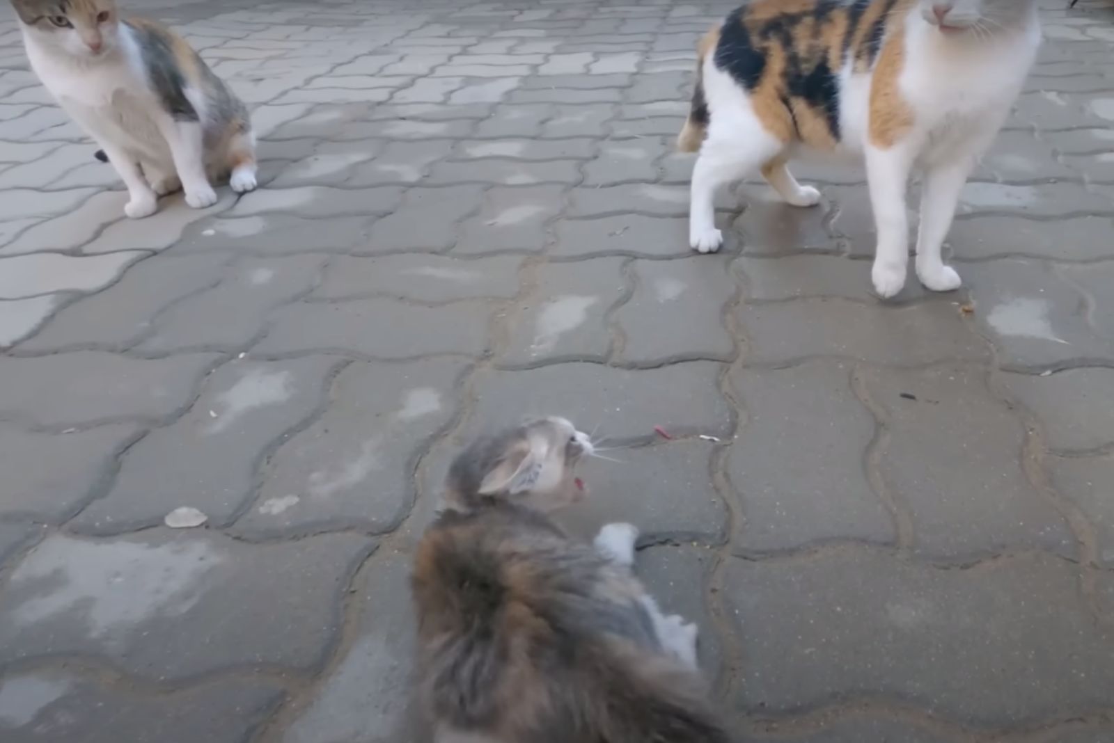 kitten hissing at two cats