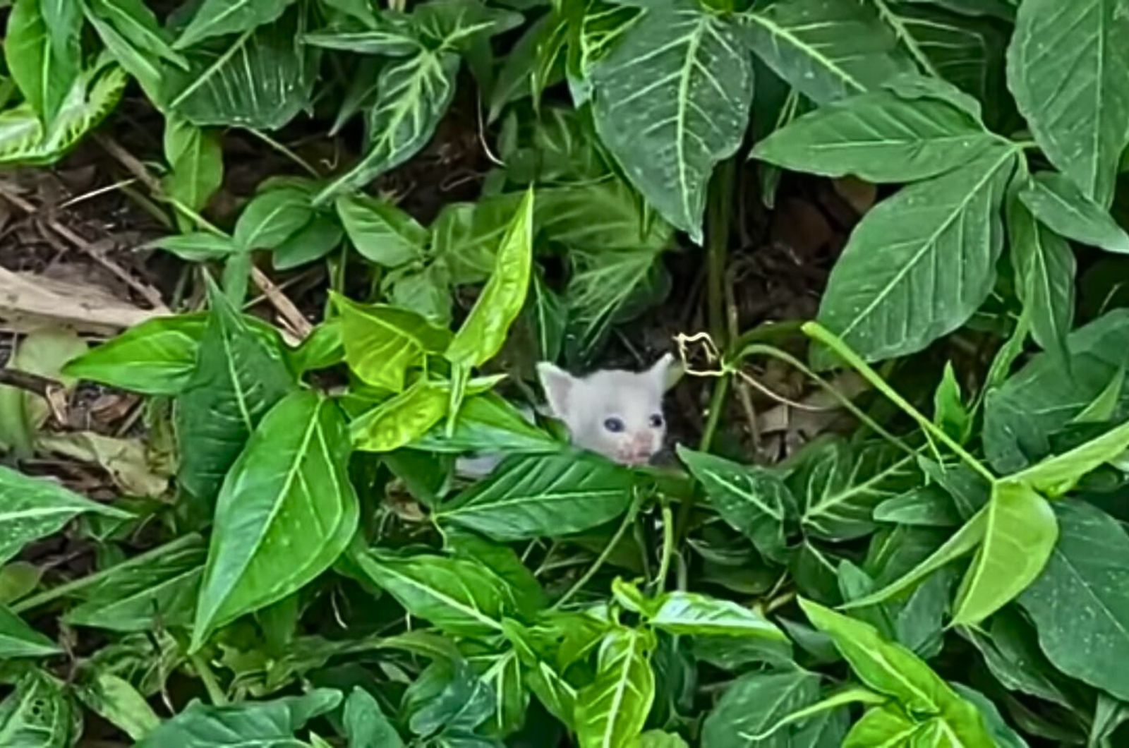 kitten in a bush