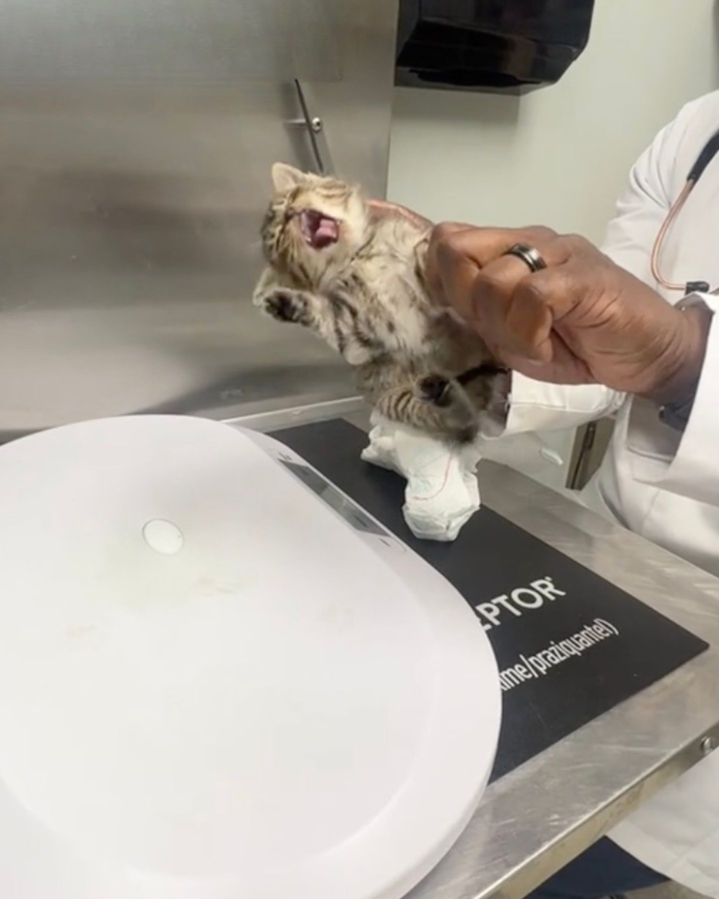 kitten in a veterinarian hands