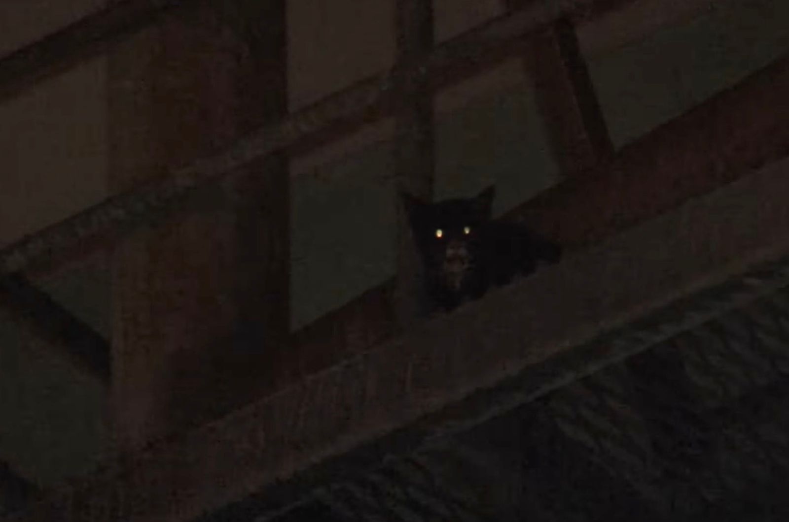 kitten in the dark