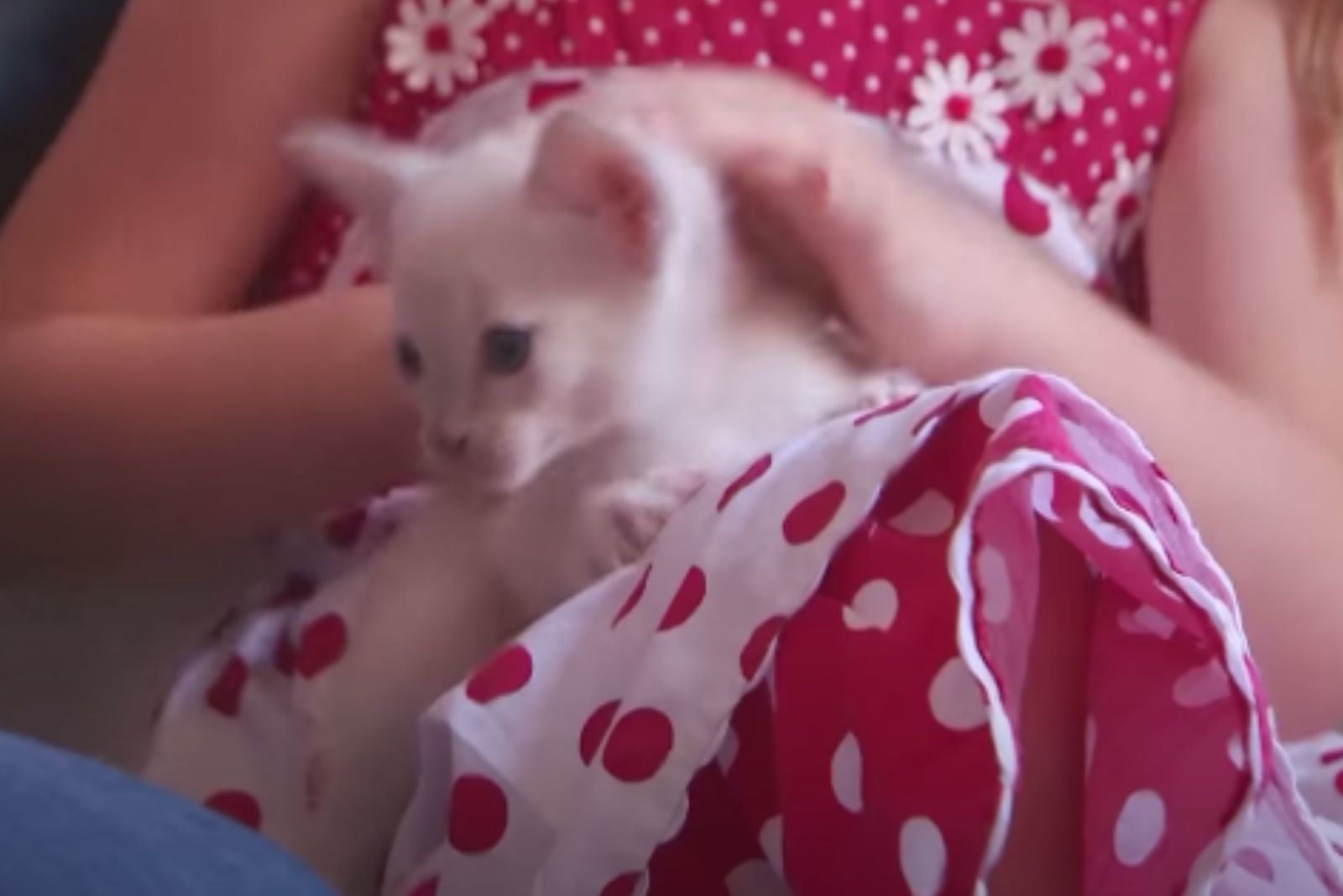 kitten in woman's lap