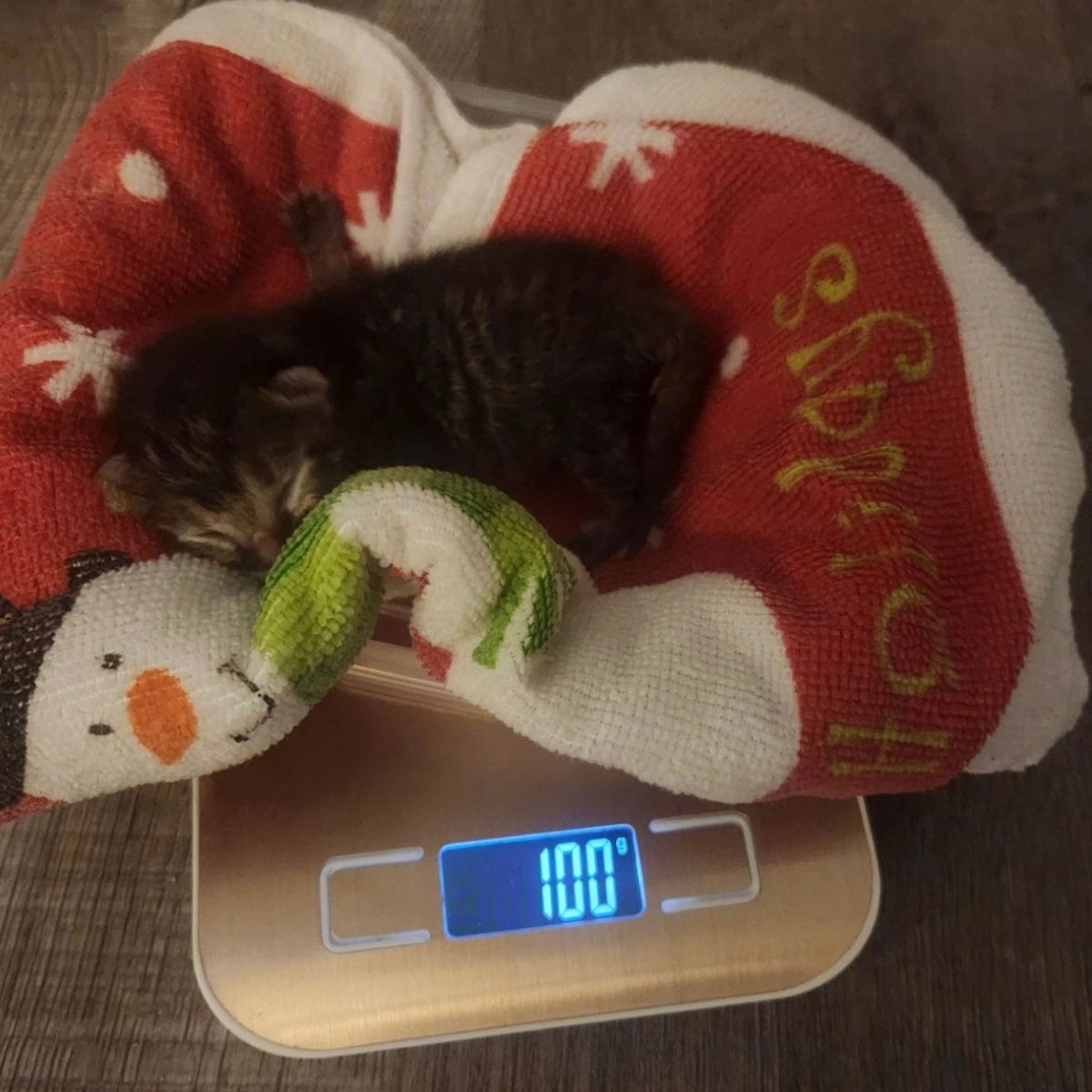 kitten on a scale