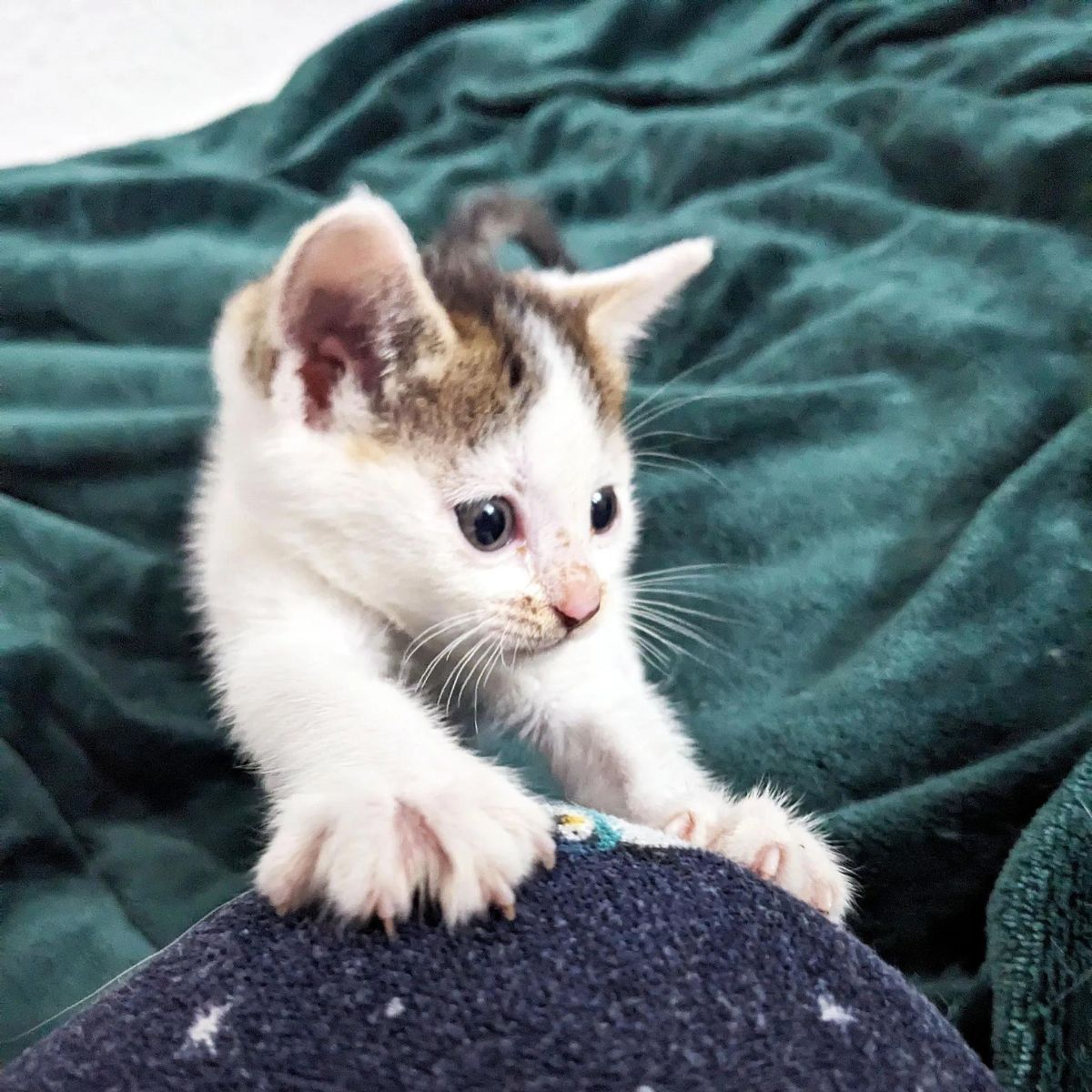 kitten on blanket