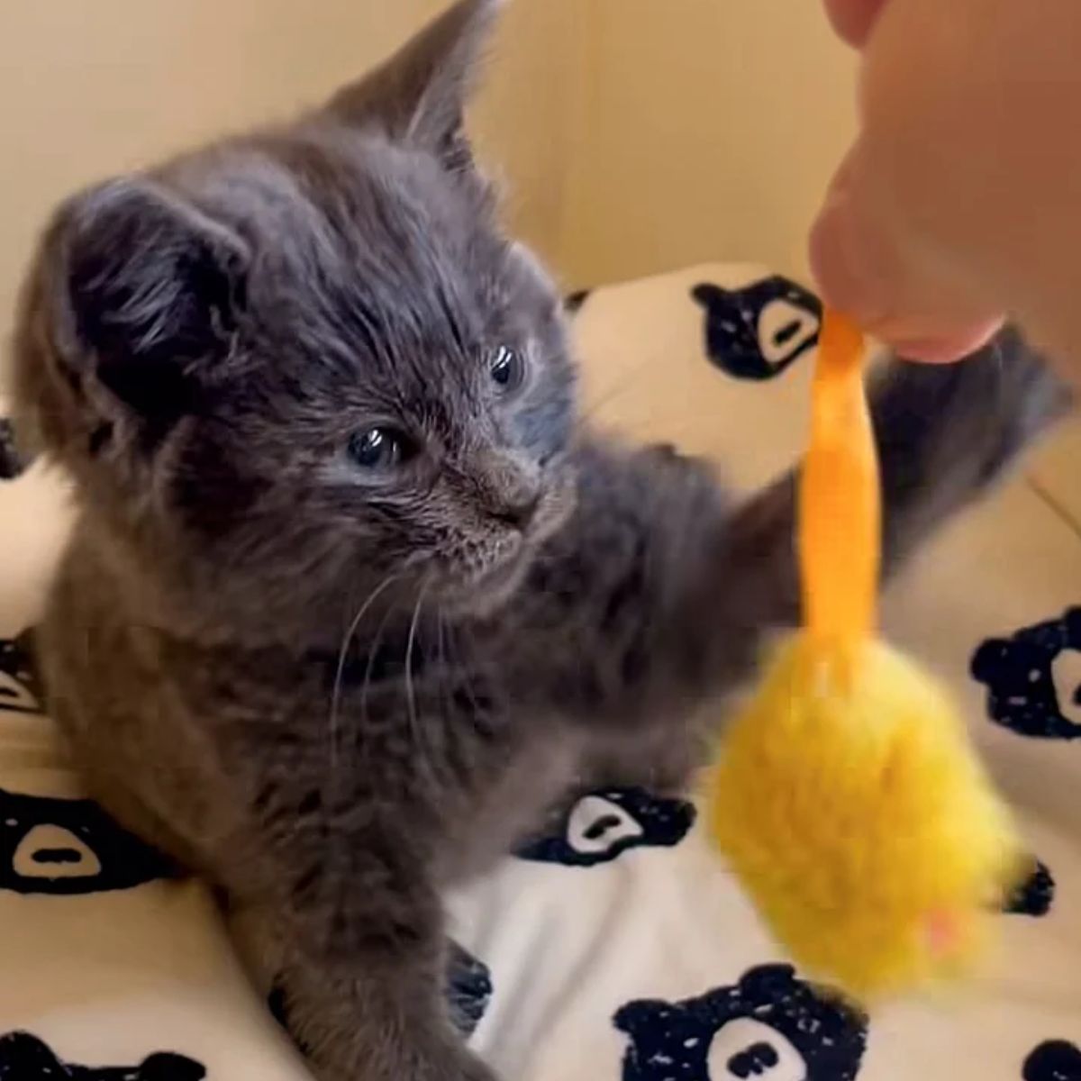kitten playing with yellow toy