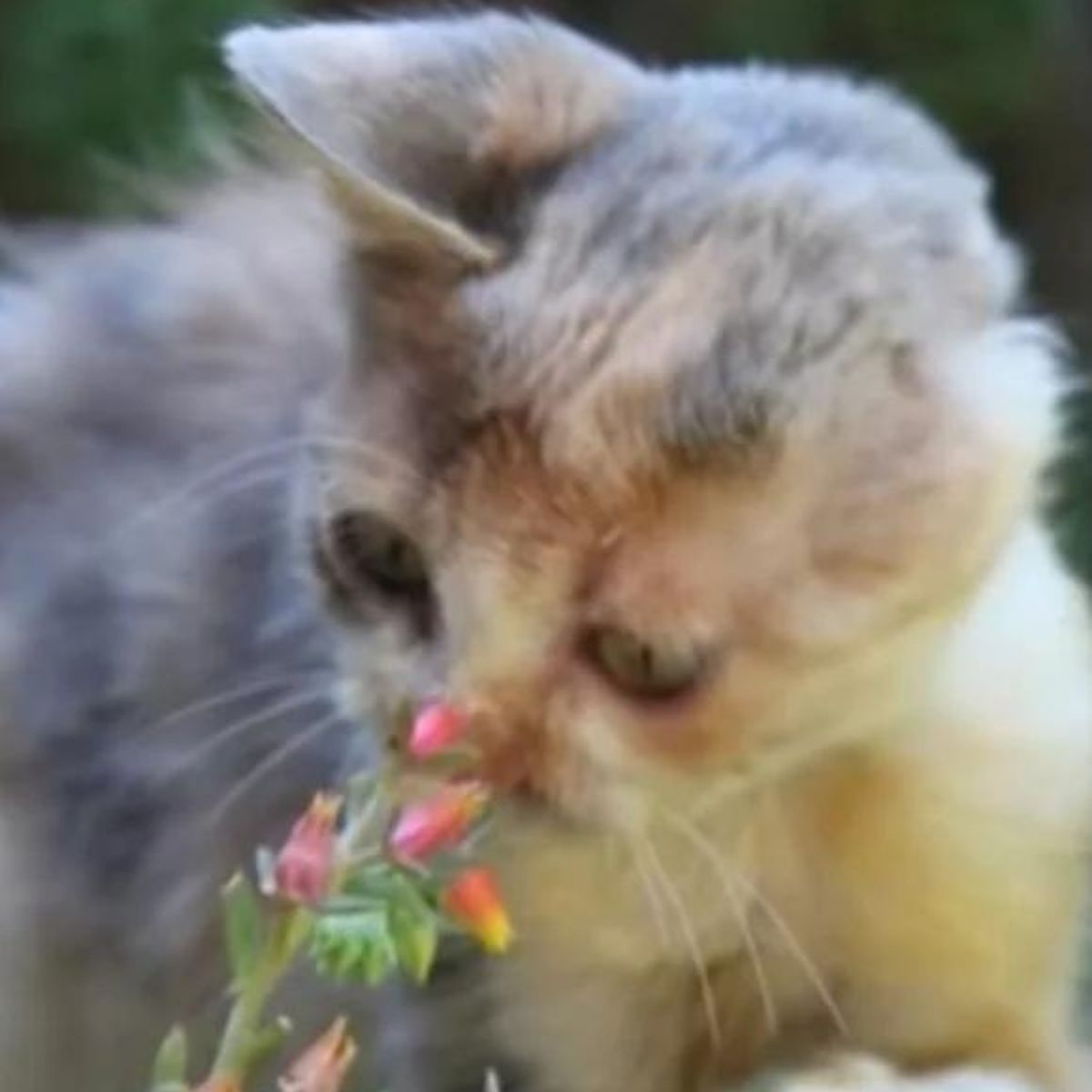 kitten sniffing a flower