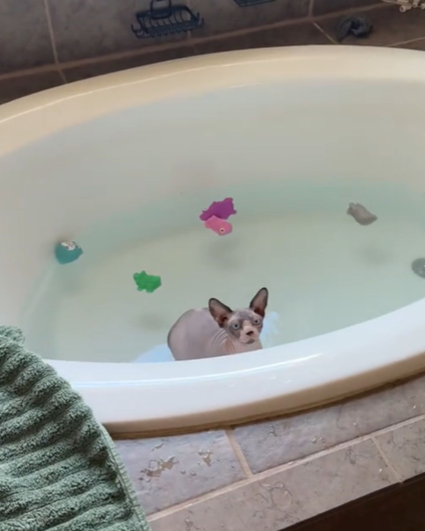 kitten standing in bathtube