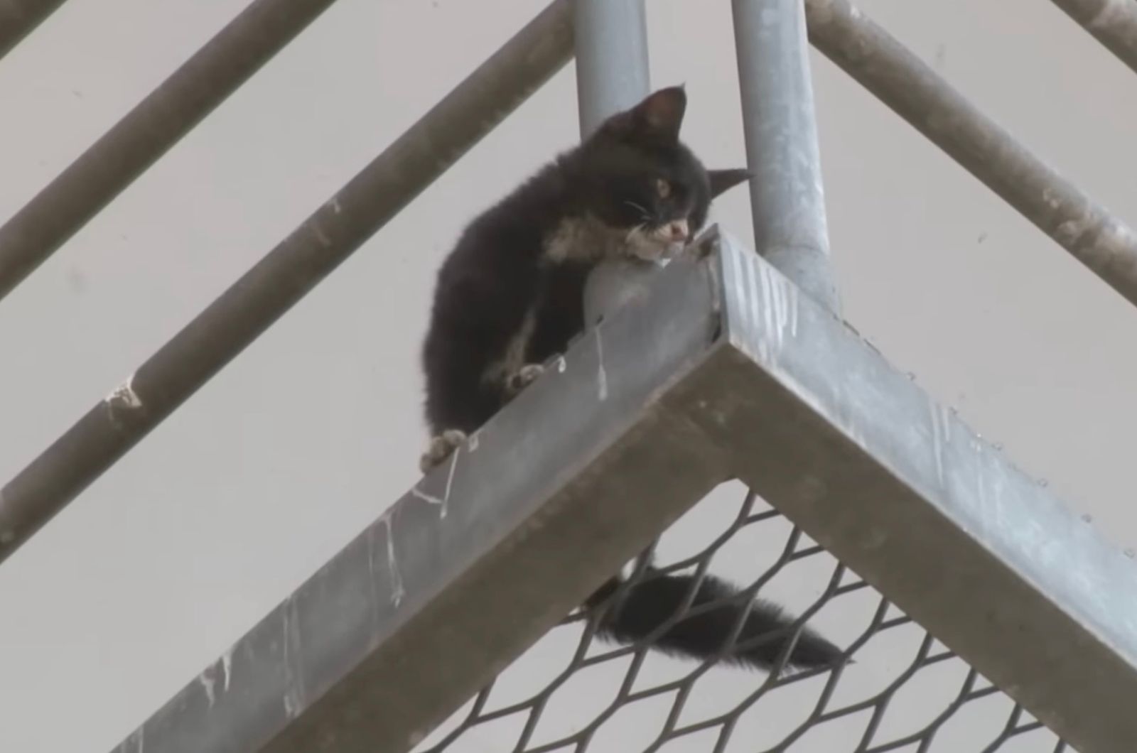 kitten stuck on a bridge