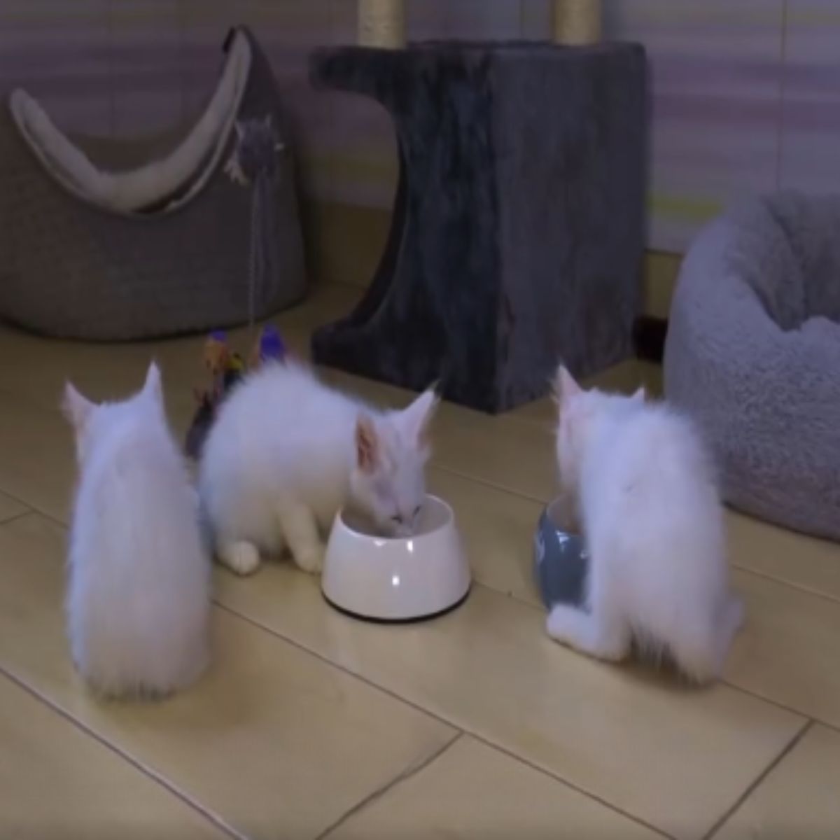 kittens eating food from bowls