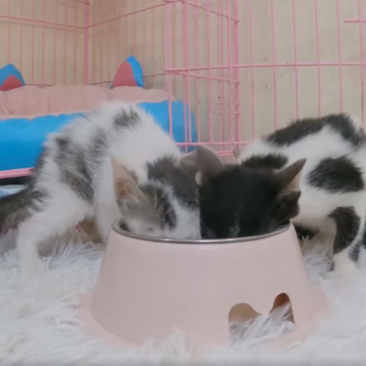 kittens eating from a pink bowl