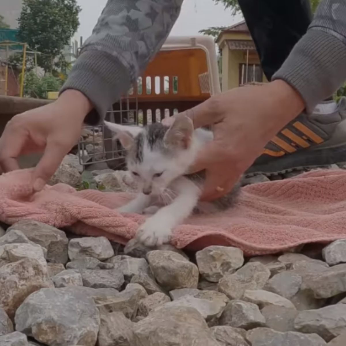 kittens getting rescued