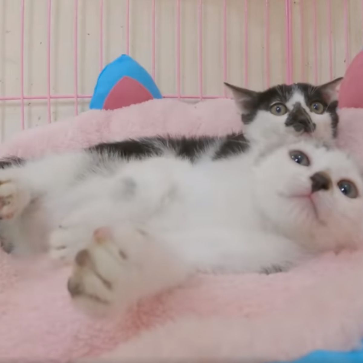 kittens lying on a fluffy blanket
