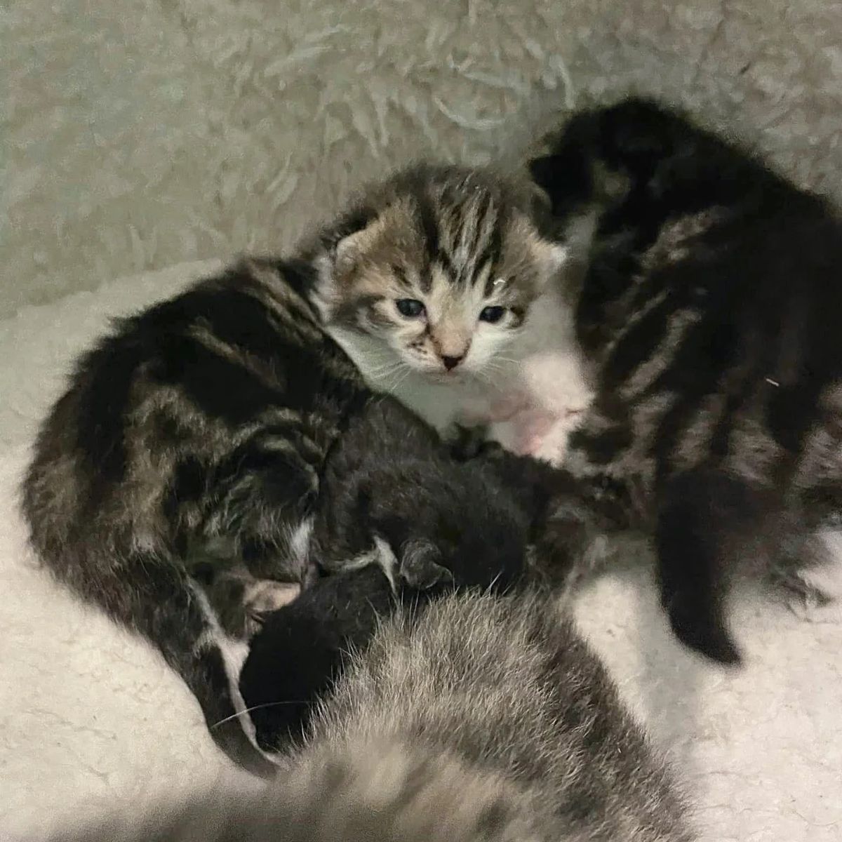kittens lying
