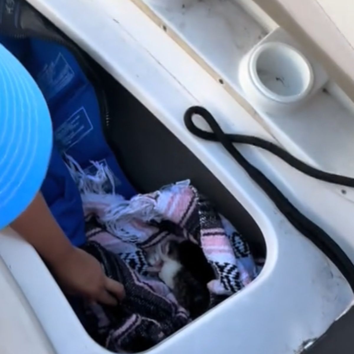 kittens on a sailboat