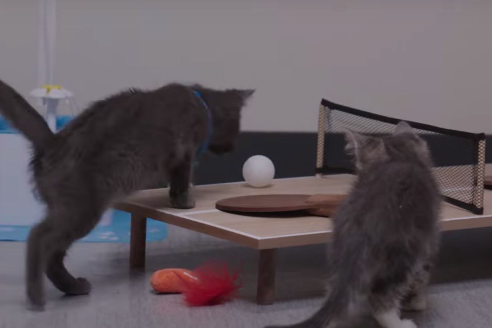 kittens playing table tennis