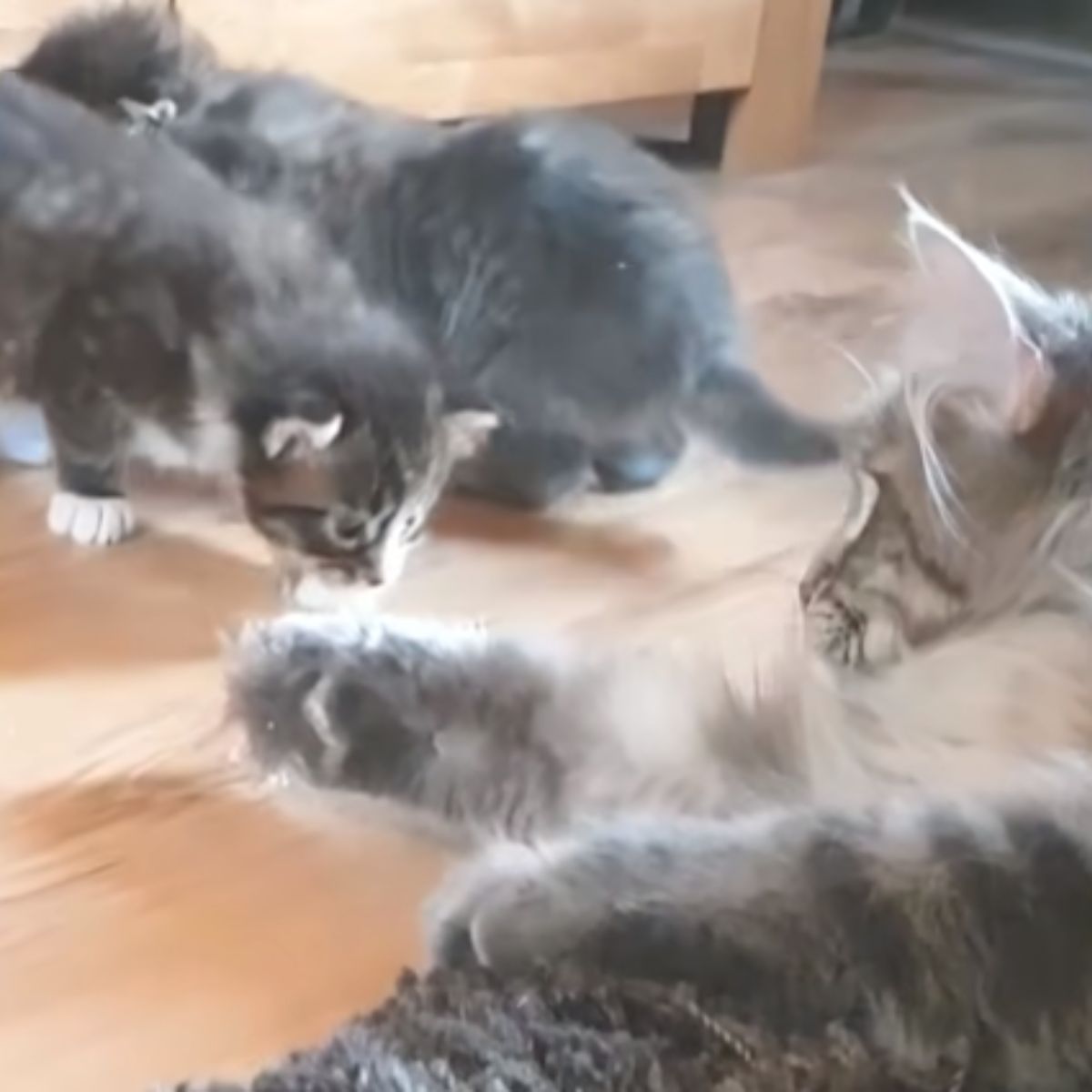 kittens playing with mama cat