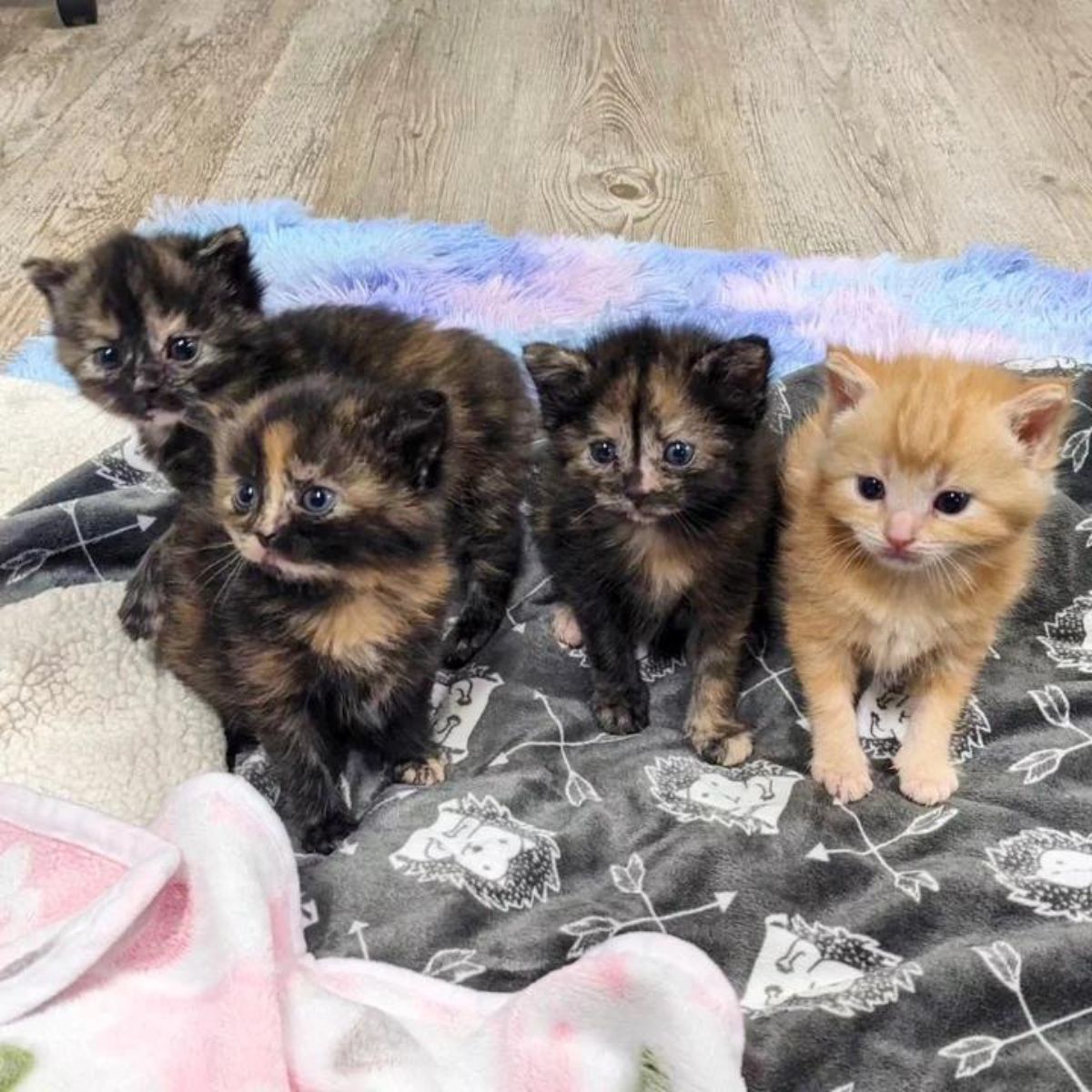 kittens sitting on a blanket