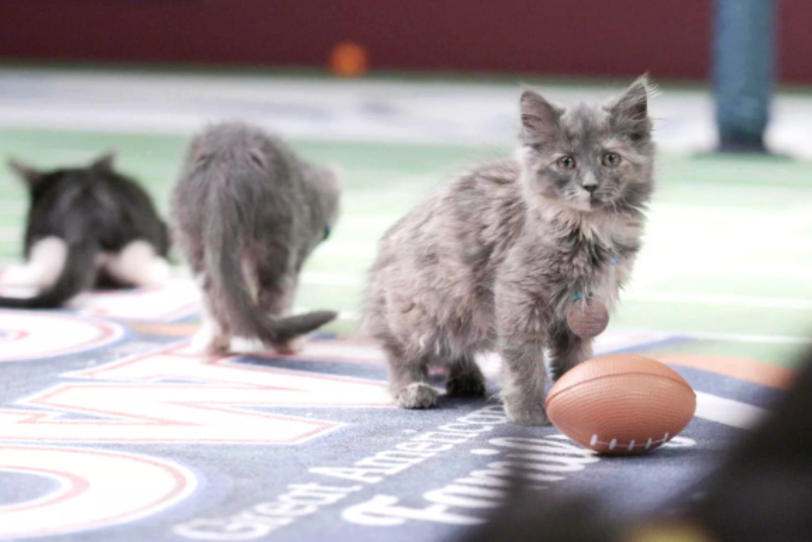 kittens with rugby ball