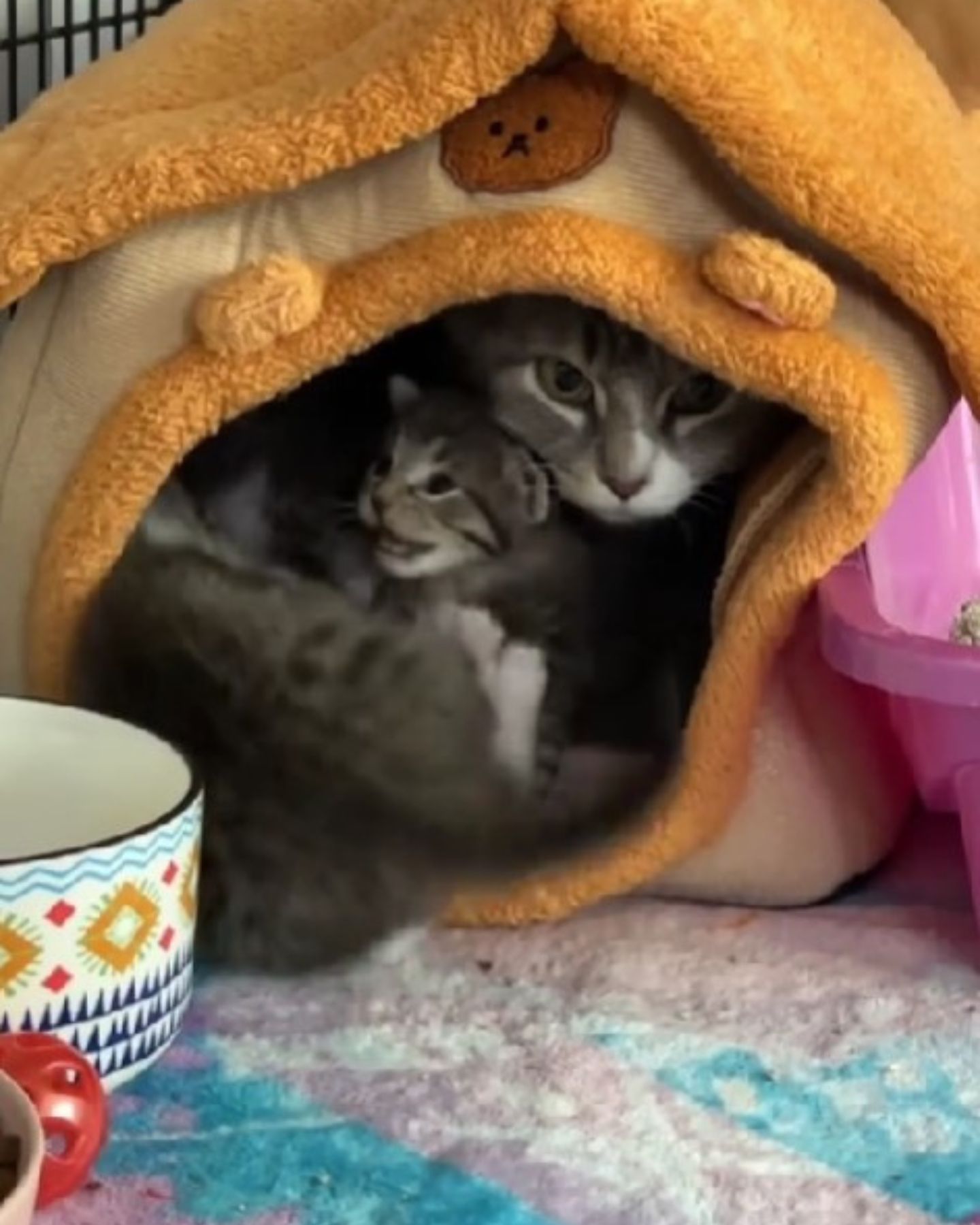 kitty with newborn kittens
