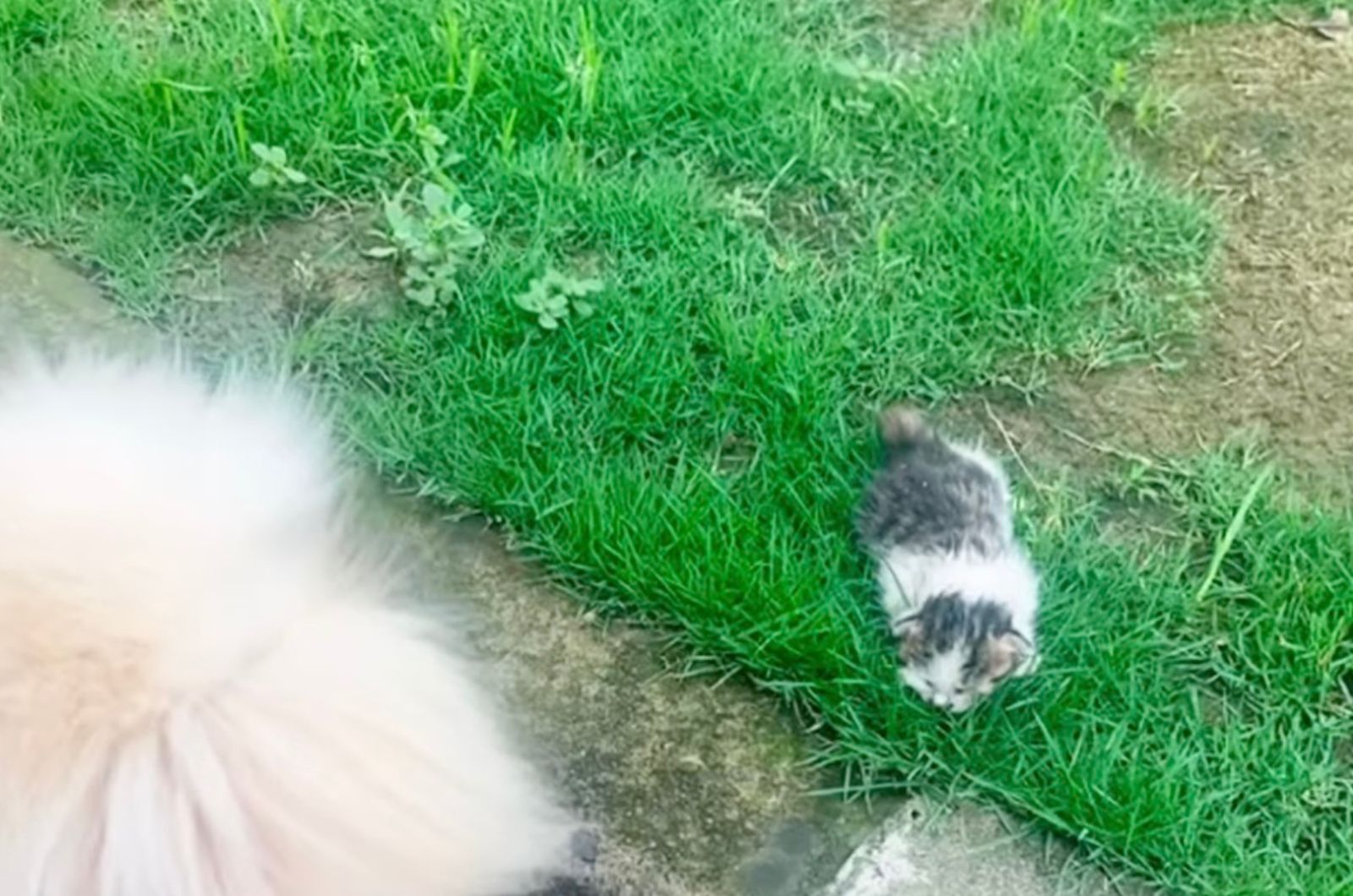 kitty in green grass