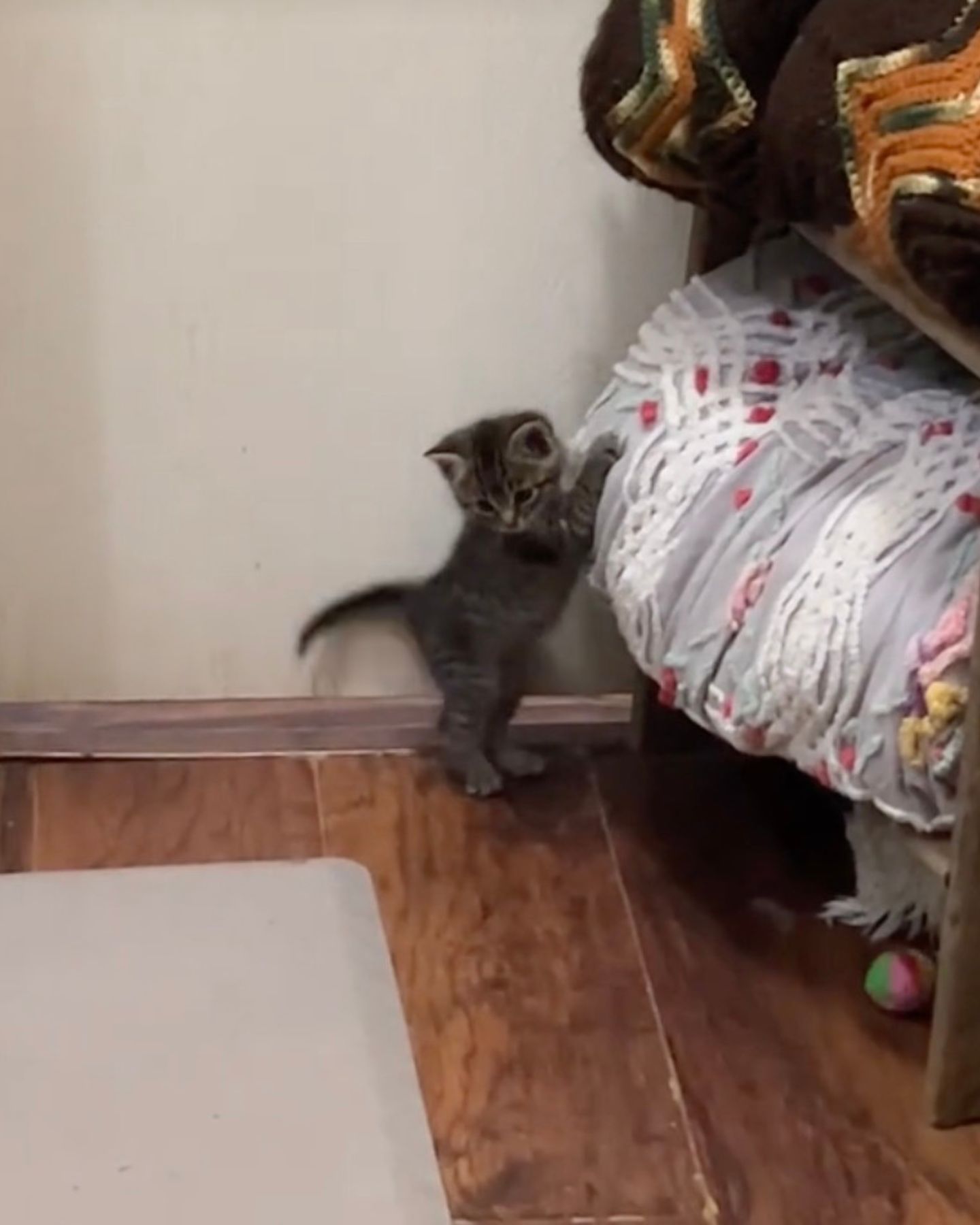 kitty jumping in bedroom