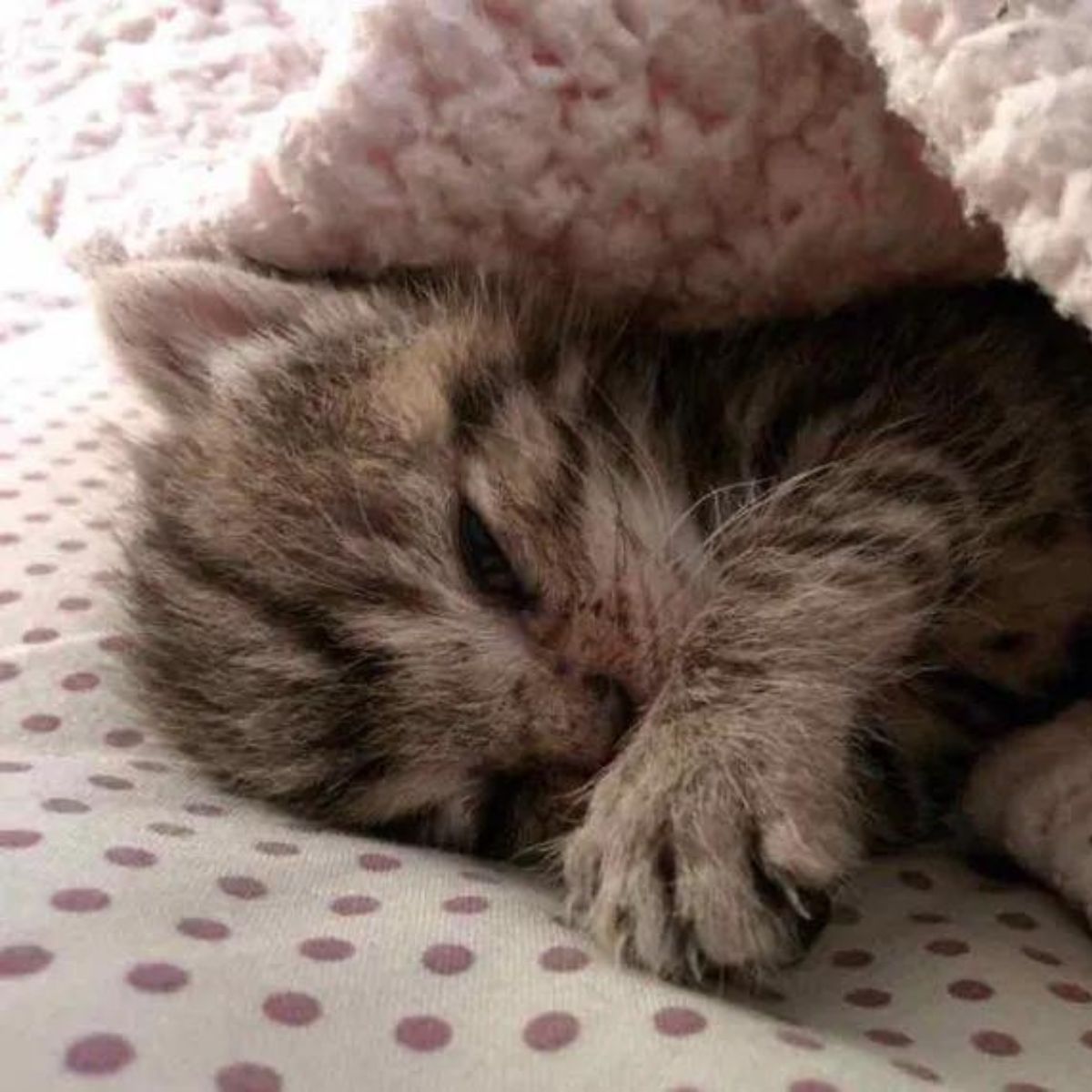 lifeless newborn kitten