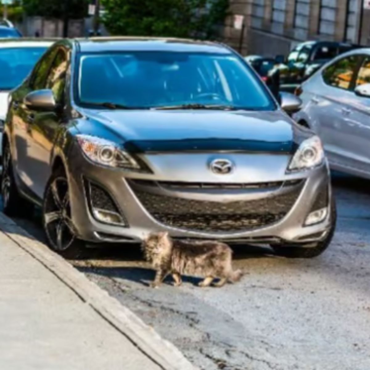 maine coon cat in front of car