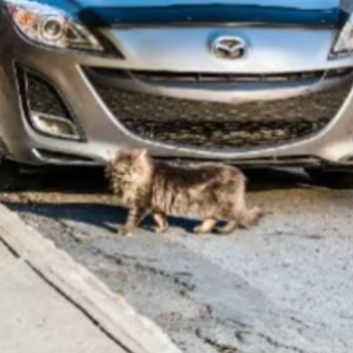 maine coon cat standing next to the car