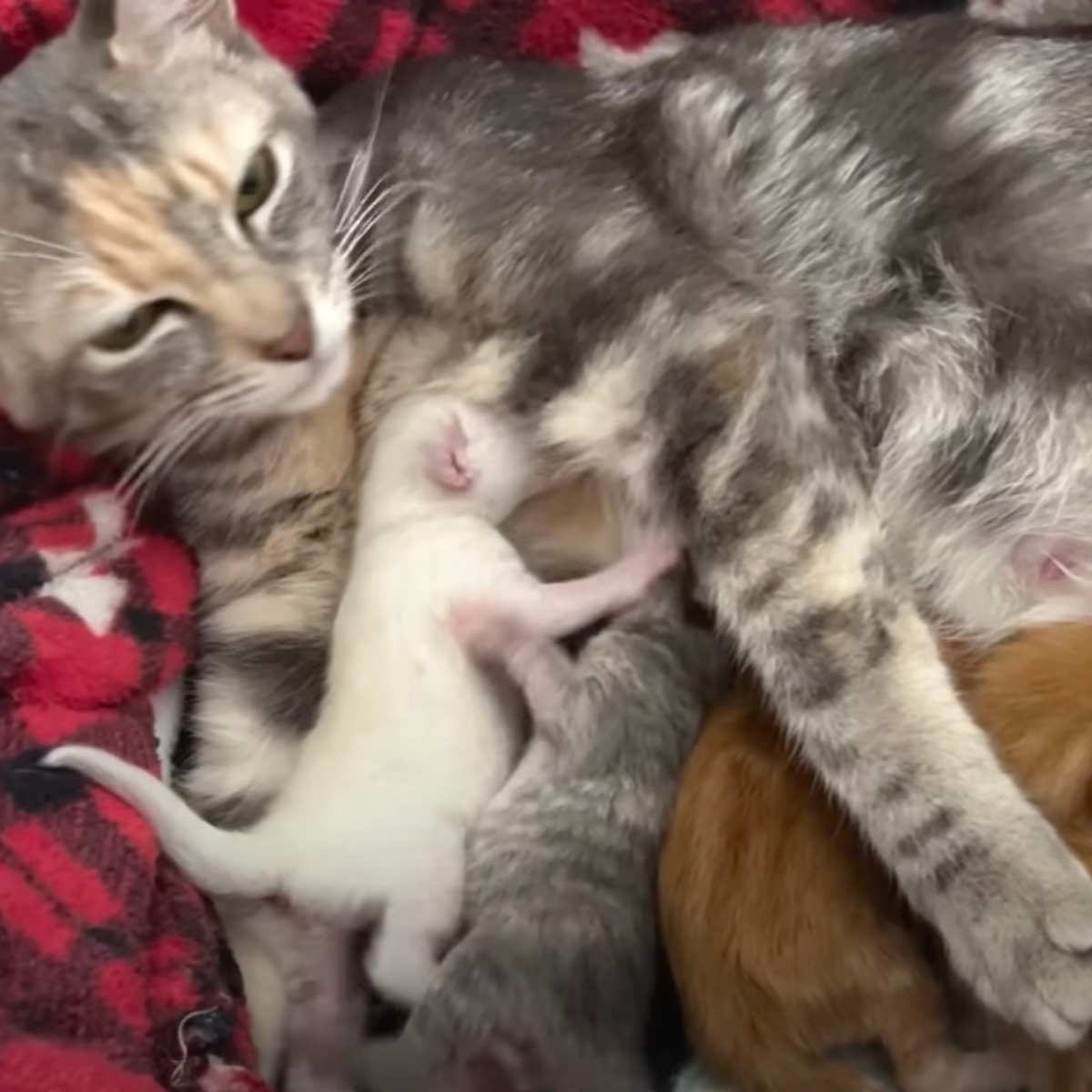 mama cat breastfeeding kittens
