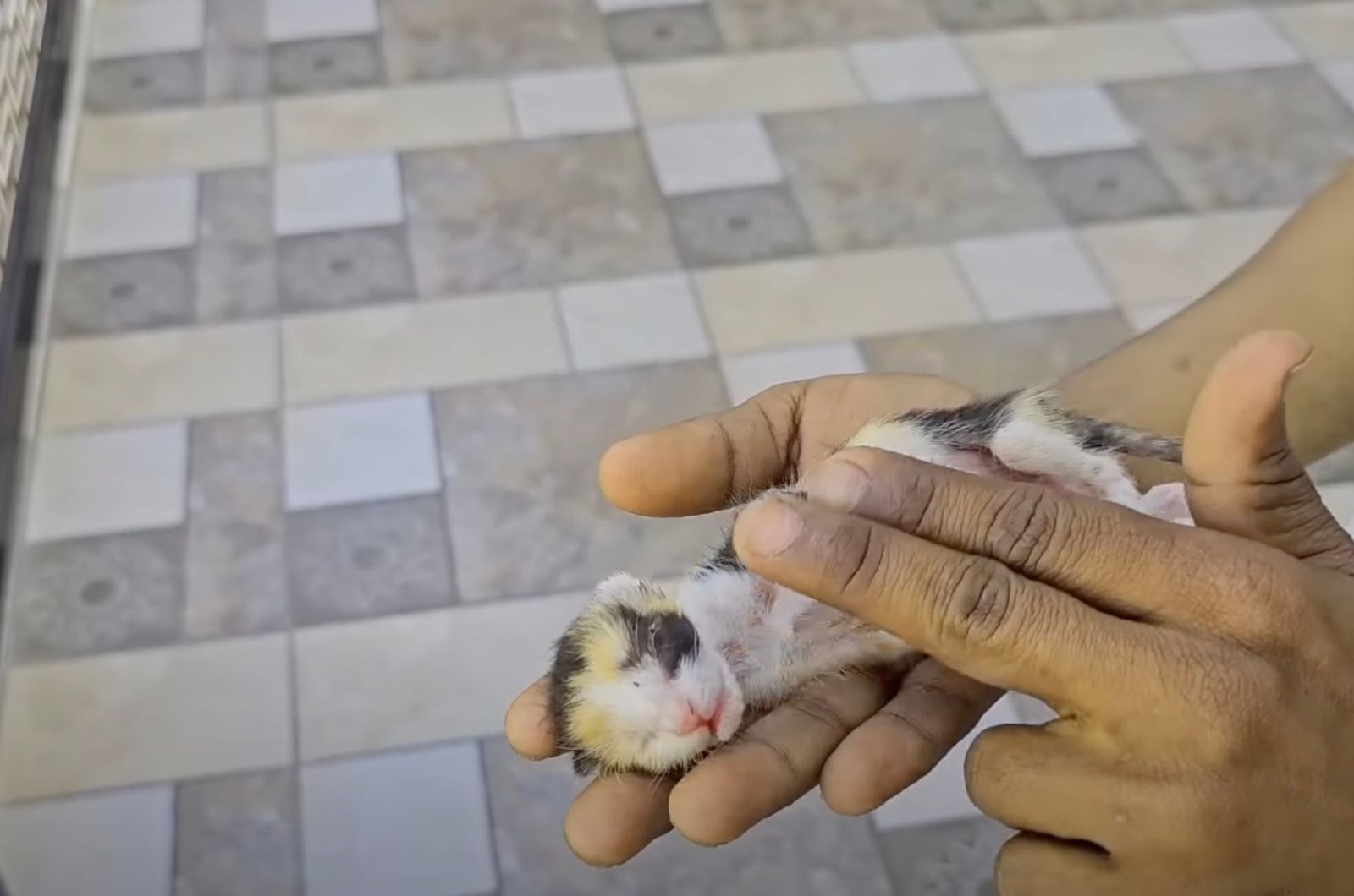 man holding tiny newborn kitten in hand