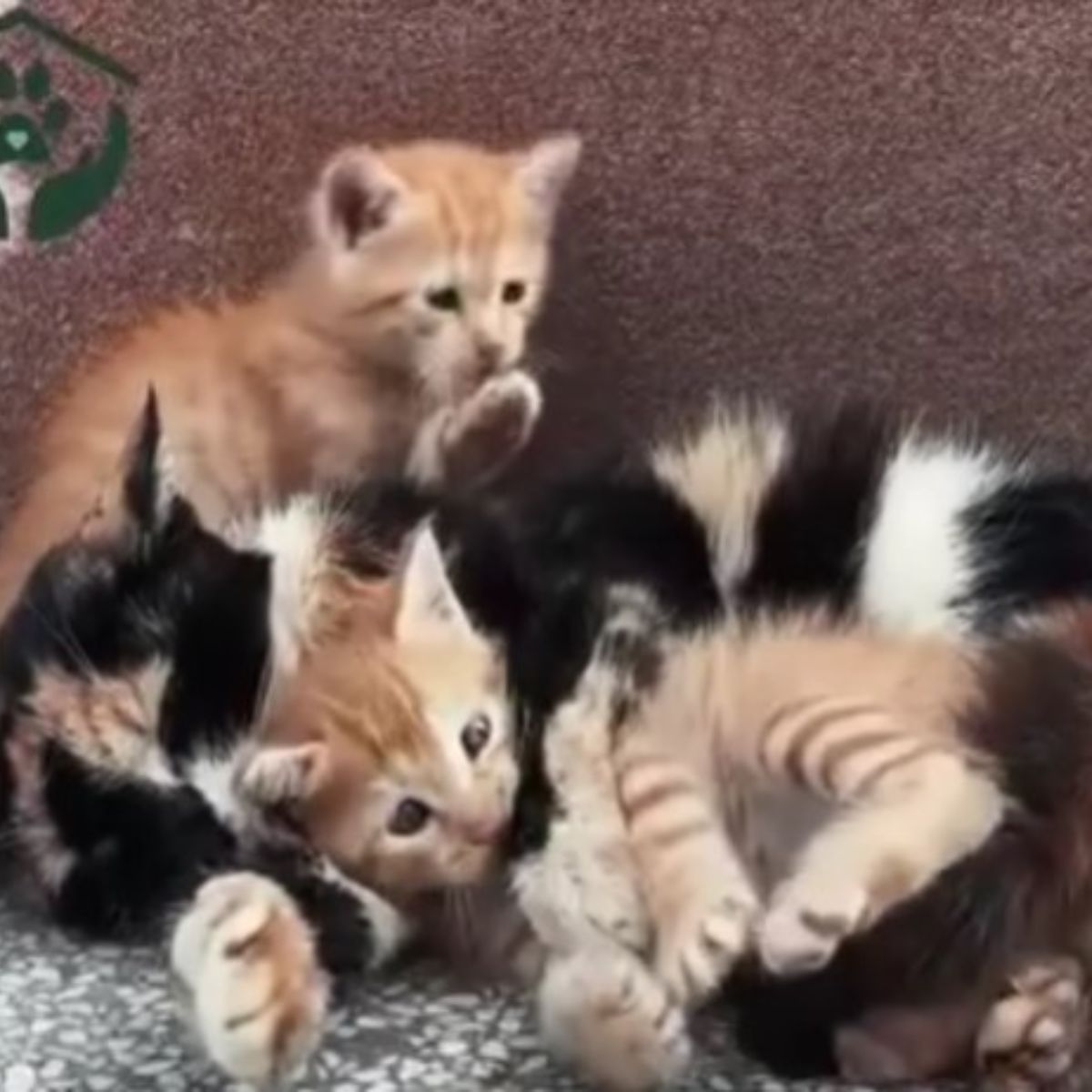 many cute kittens