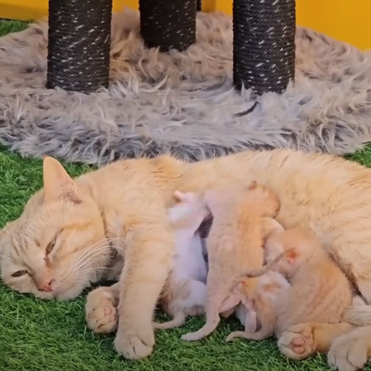 mom cat nursing kittens