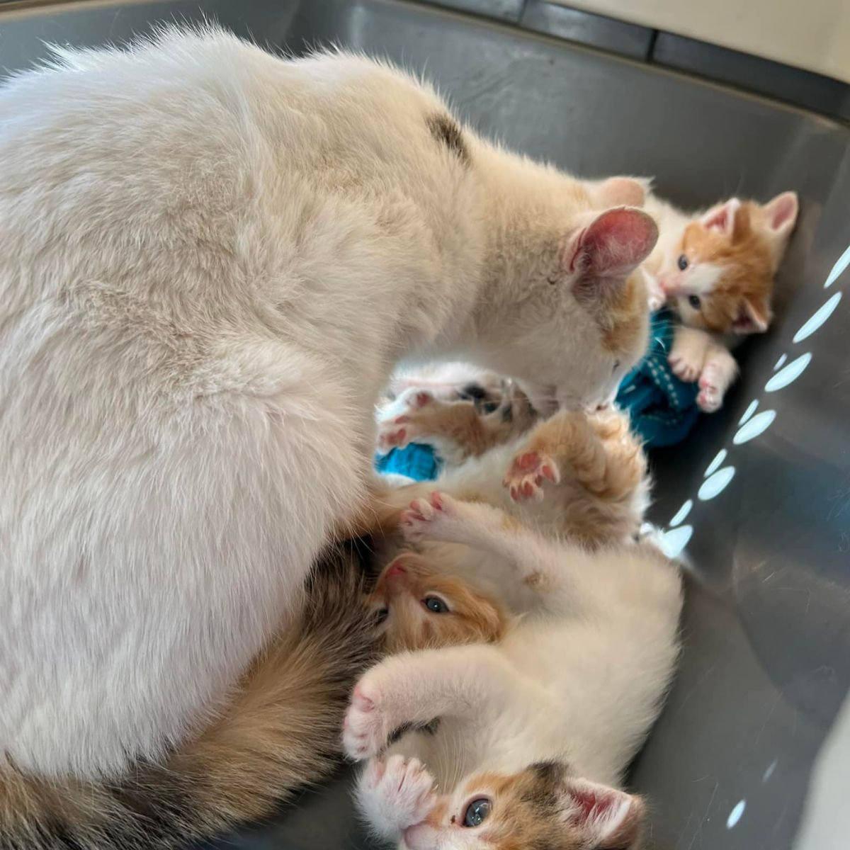 mother cat and kittens