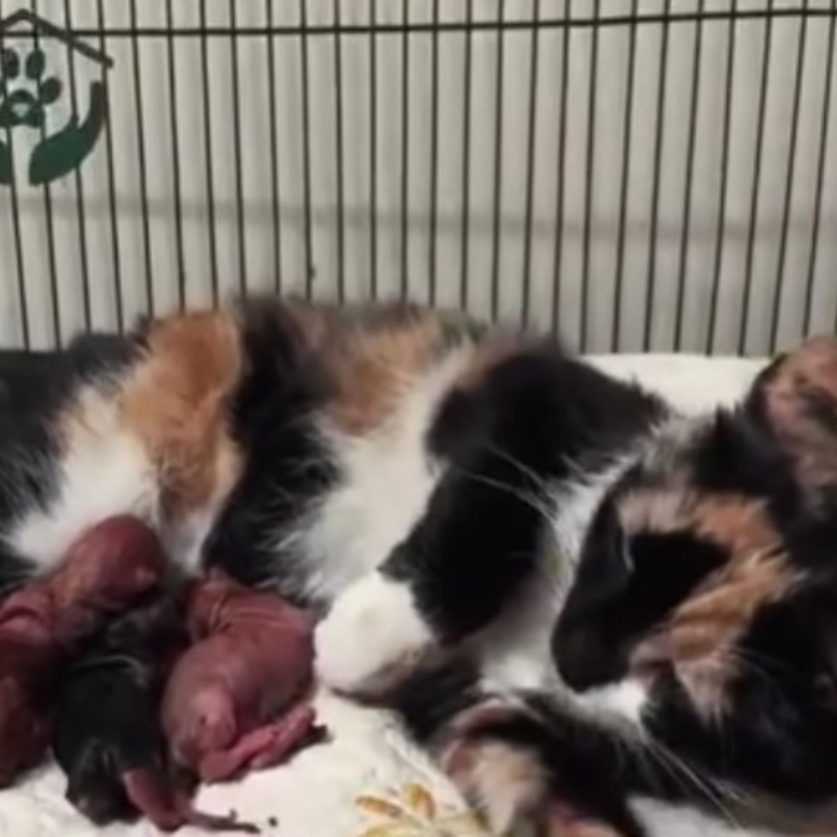 mother cat and premature kittens