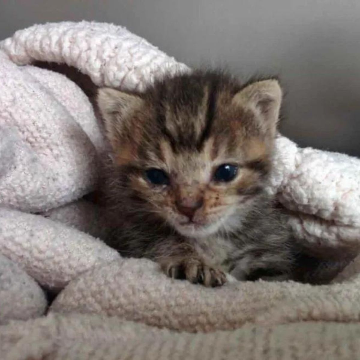 newborn gray kitten