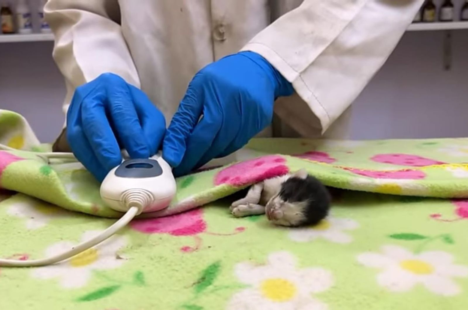 newborn kitten at vets