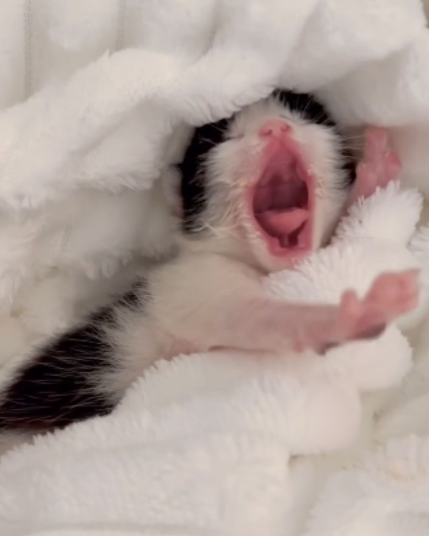newborn kitten yawning