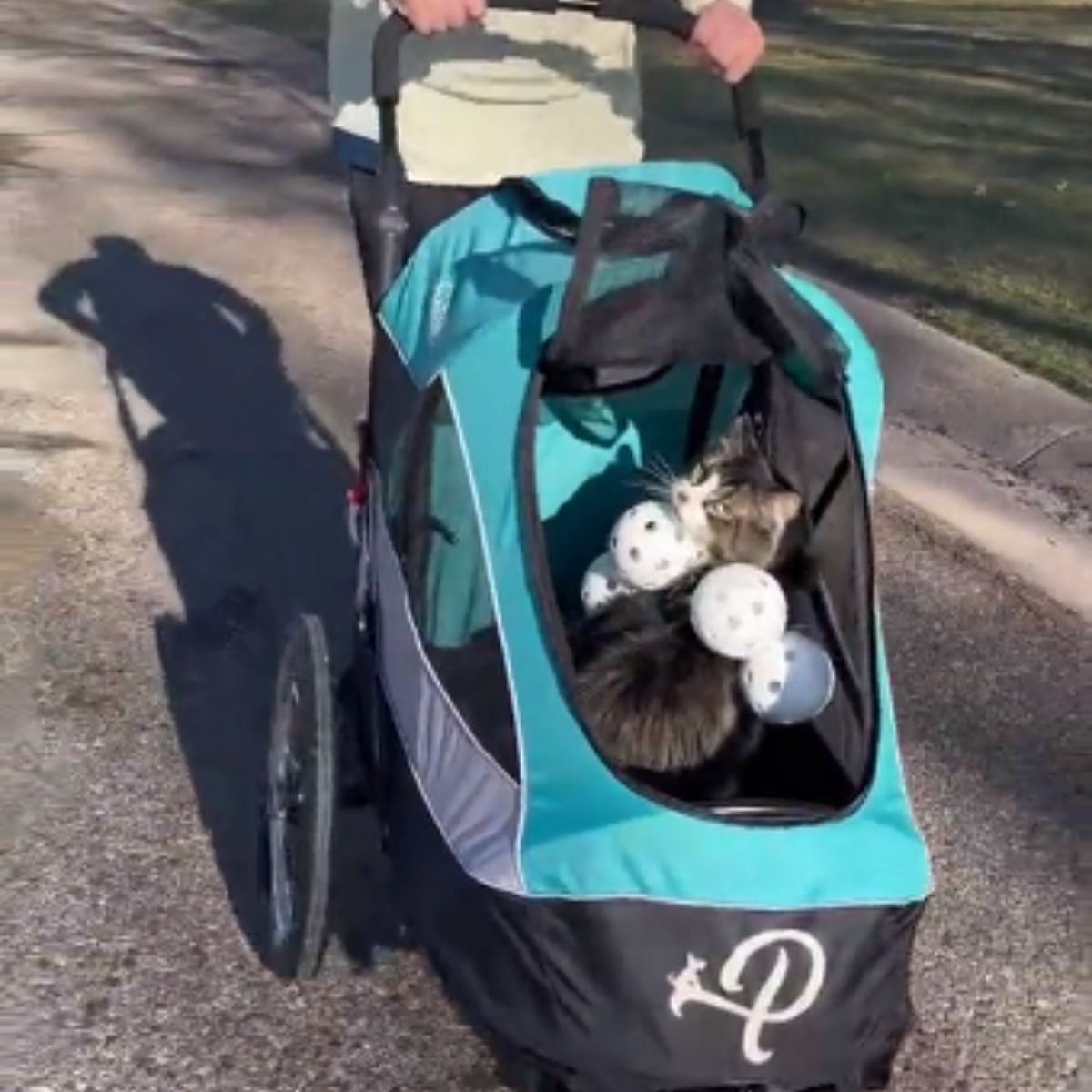 photo of cat in a stroller