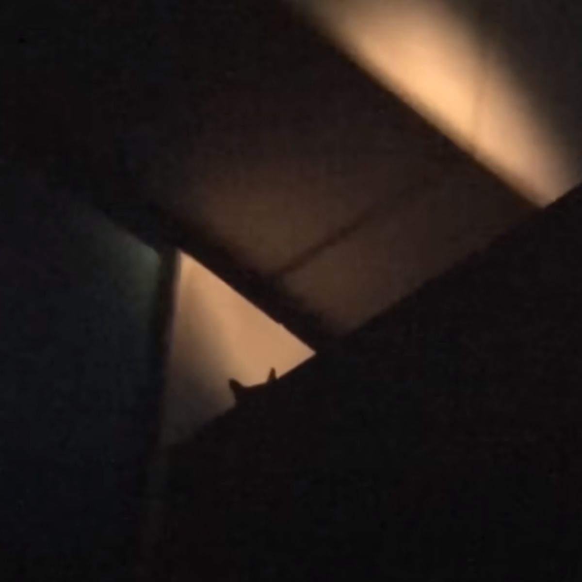 photo of cat in the dark