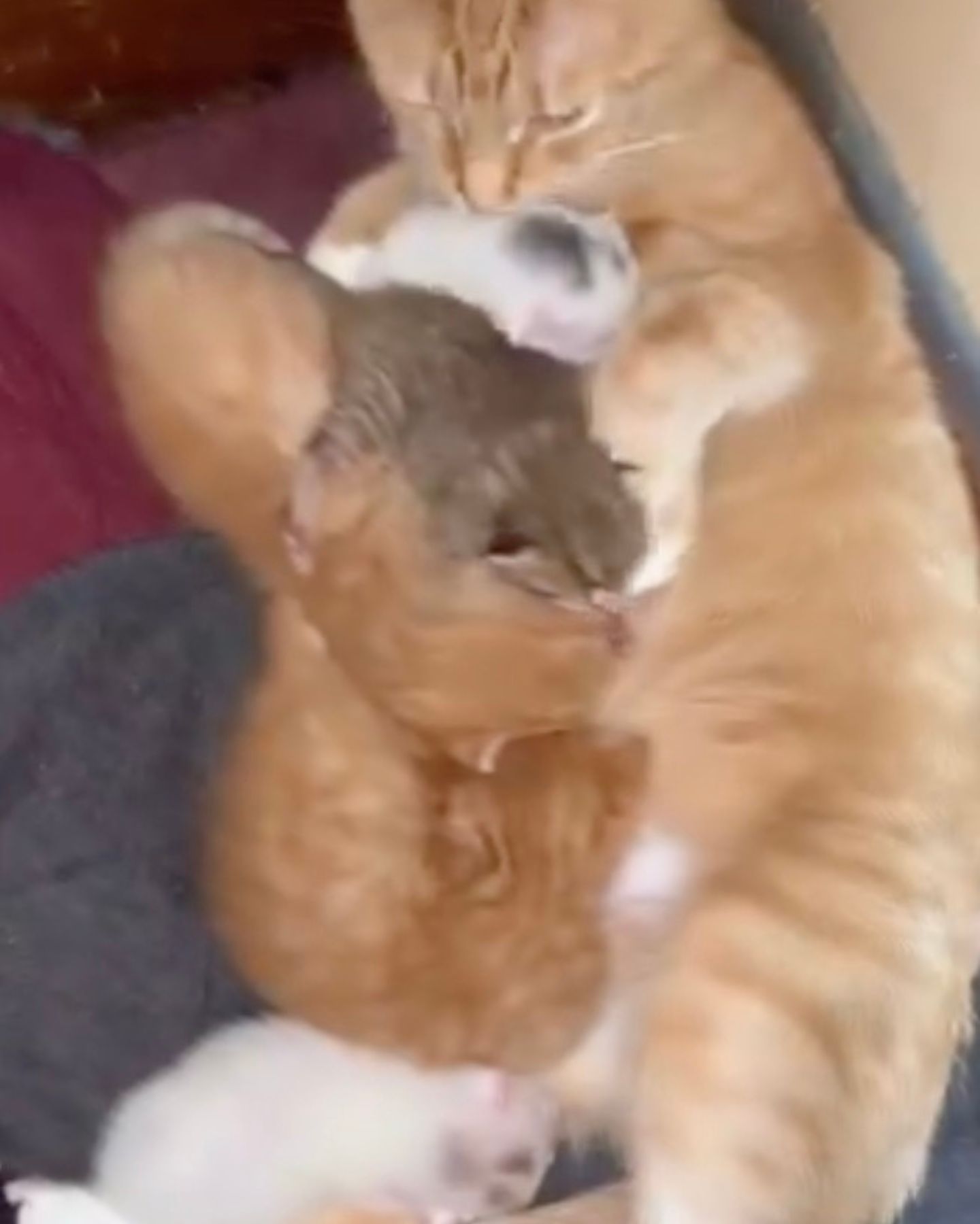 photo of cat nursing kittens