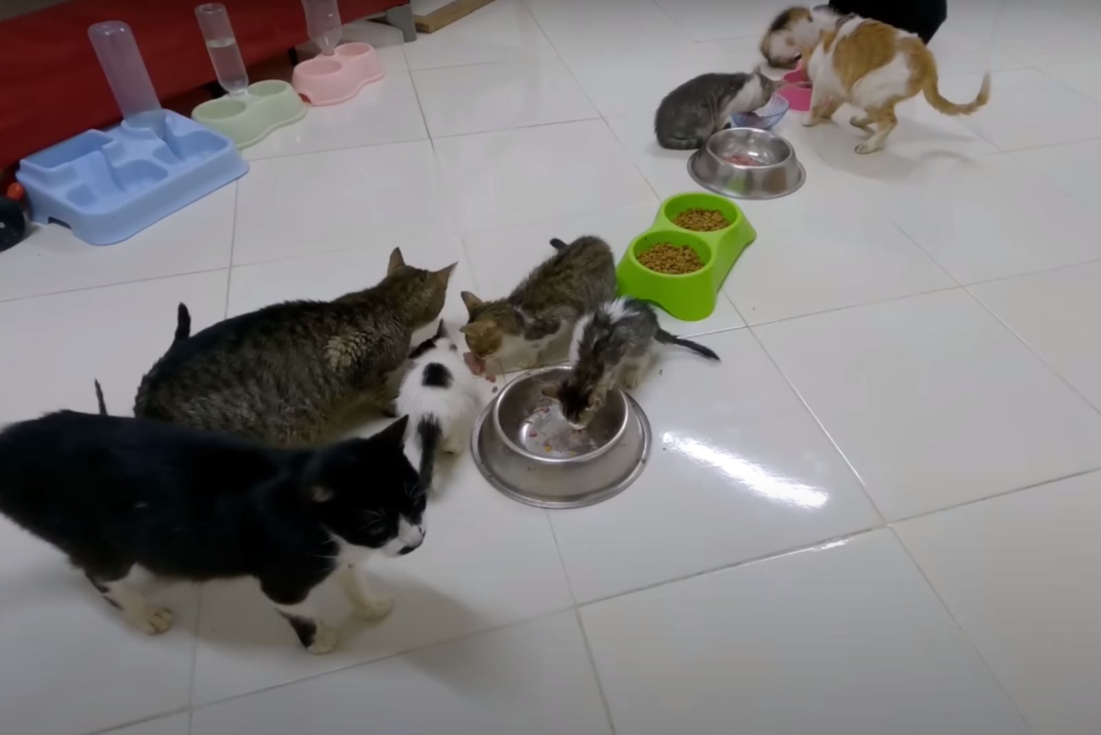 photo of cats eating