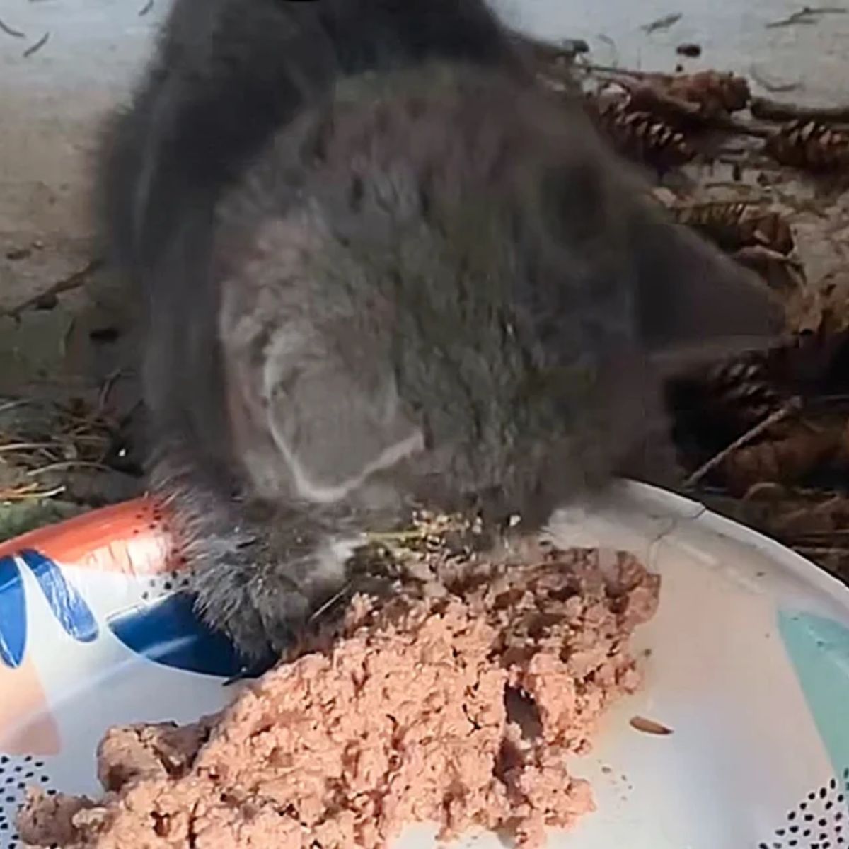 photo of kitten eating