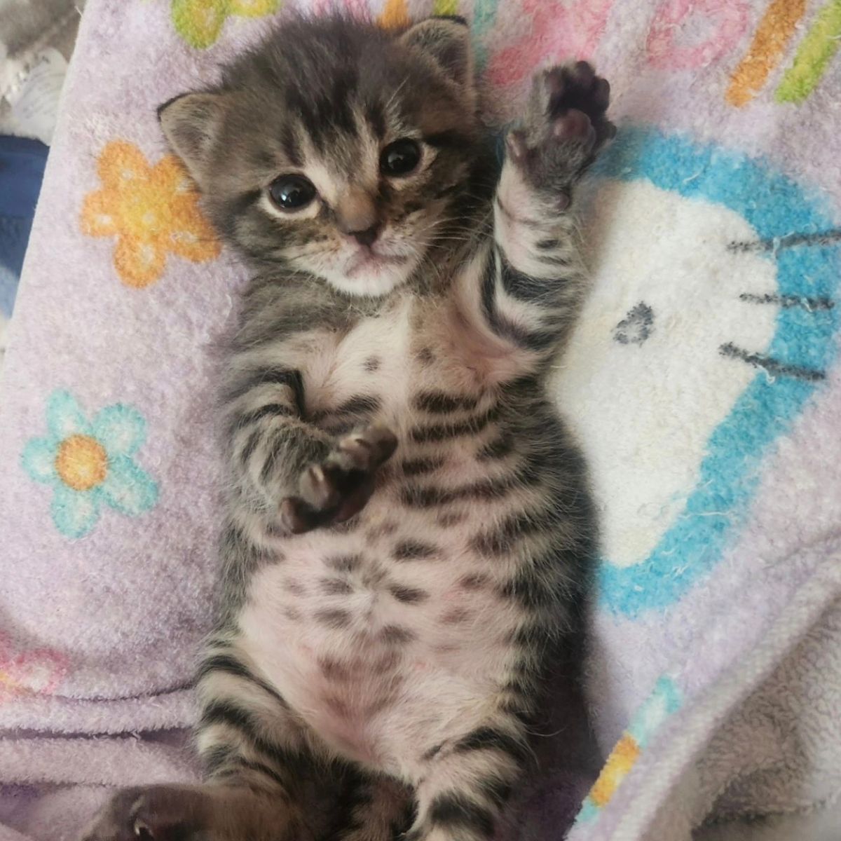 photo of kitten lying on its back