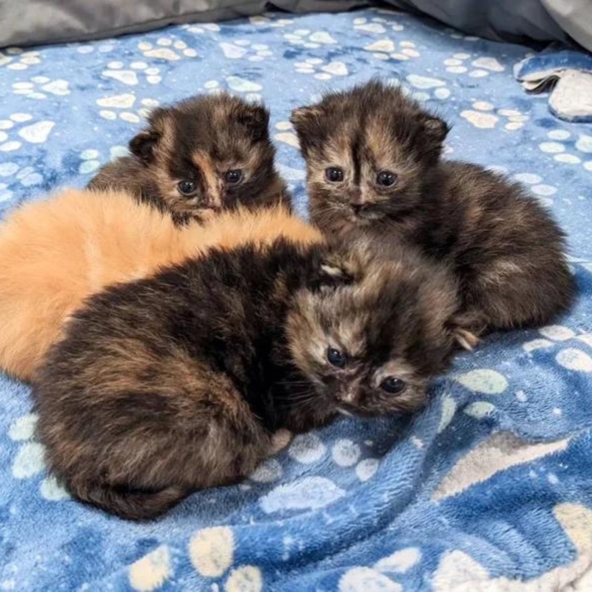 photo of kittens