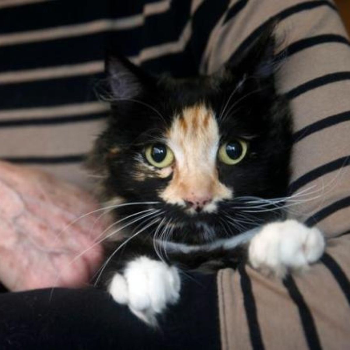 photo of rescued kitten